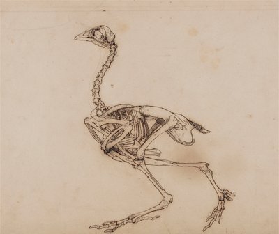 Dorking Hen Skeleton, Lateral View (Sandsynligvis forberedt til en upubliceret nøglefigur) af George Stubbs