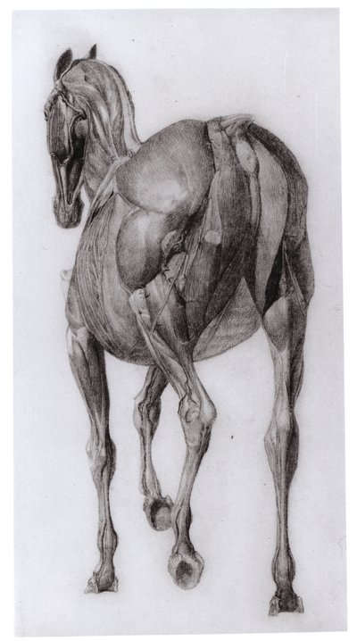 Rygsyn af muskelstrukturen af en progressivt dissekeret hest, undersøgelse nr. 7 fra The Anatomy of the Horse, 1766 af George Stubbs
