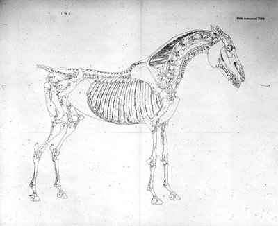 Femte anatomiske tabel, fra 