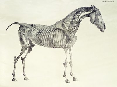 Fifth Anatomical Table, fra 