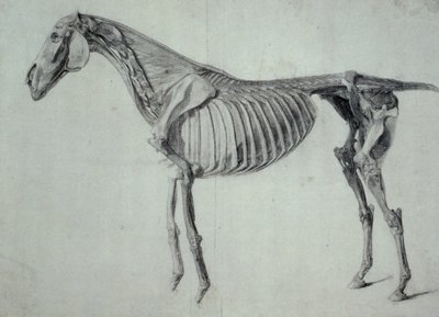 Afsluttet undersøgelse for det femte anatomiske bord af en hest (grafit på papir) af George Stubbs