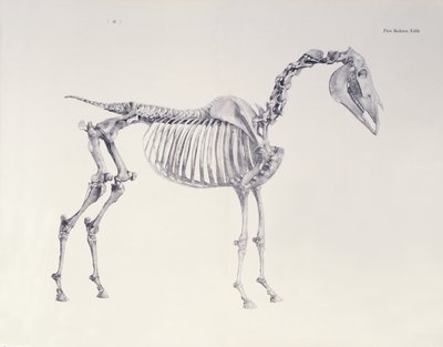 Første skeletbord, fra 