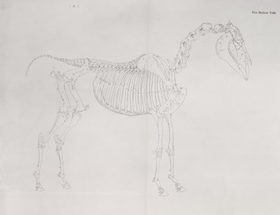 Første skeletbord, fra 