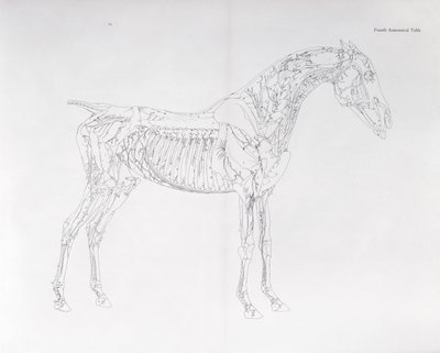 Fjerde anatomiske tabel, fra 