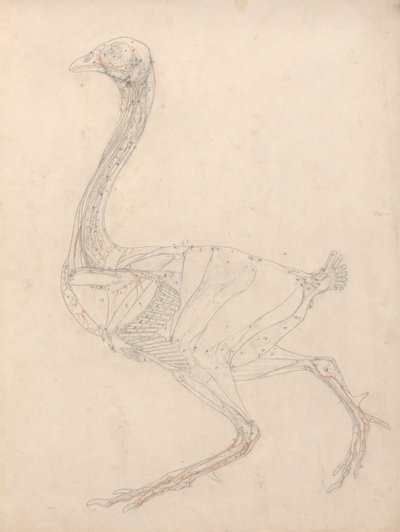 Hønsekrop, sideværts (undersøgelse af nøglefiguren til tabel XV) af George Stubbs