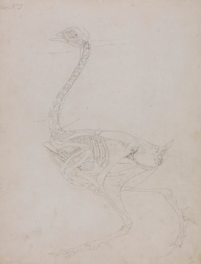 Hønsekrop, set fra siden af George Stubbs