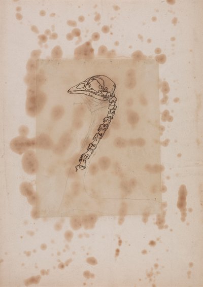 Høns hoved og hals, set fra siden af George Stubbs