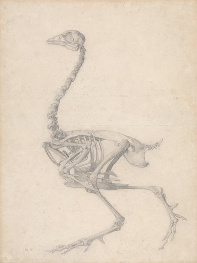 Fowl Skeleton, Lateral View (Færdig undersøgelse til tabel V) af George Stubbs