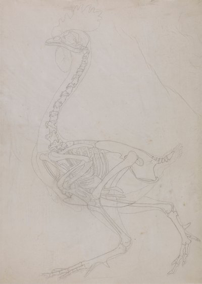 Fowl Skeleton, Lateral View (konturtegning) af George Stubbs
