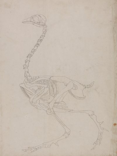 Fowl Skeleton, Lateral View (konturtegning af skelettet) af George Stubbs