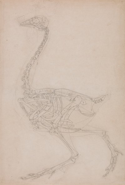 Fowl Skelet, Lateral View (Sandsynligvis grundlæggende undersøgelse af proportionerne af Fowl Skelettet brugt til andre tegninger) af George Stubbs