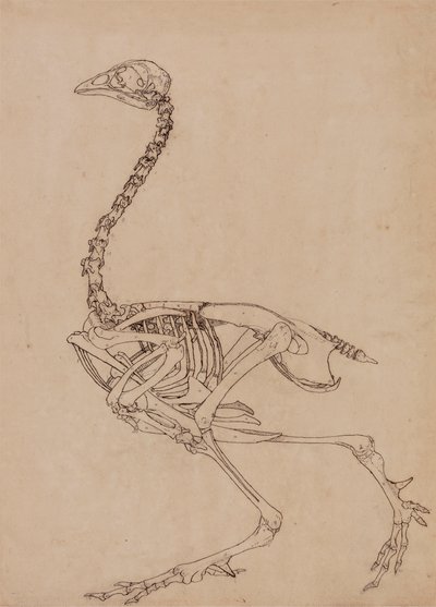 Fowl Skeleton, Lateral View (Undersøgelse af nøgletallet til tabel V) af George Stubbs