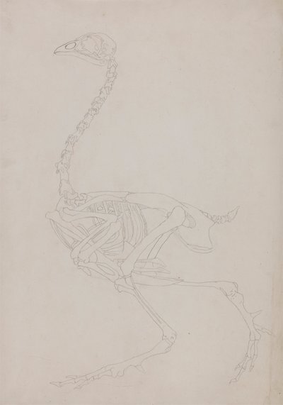 Fowl skelet, set fra siden af George Stubbs