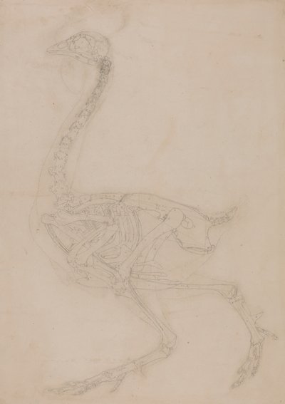 Fowl skelet, set fra siden af George Stubbs