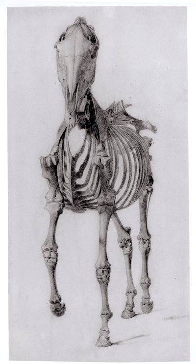 Set forfra af skelettet af en hest, studie nr. 10 fra The Anatomy of the Horse, 1766 af George Stubbs