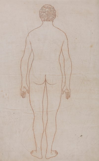 Menneskekrop, bagfra (konturtegning til tabel VII) af George Stubbs