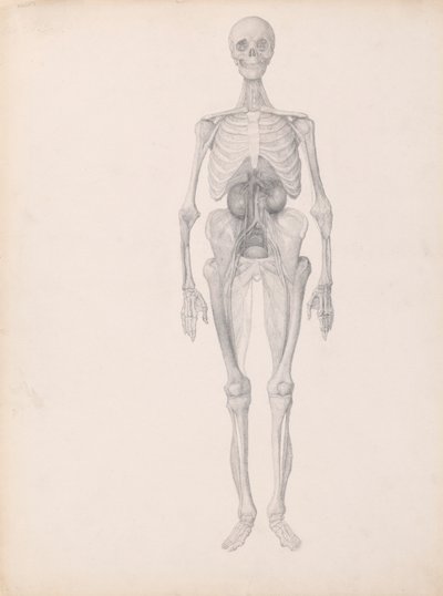 Menneskelig figur, forfra (færdig undersøgelse af sidste fase af dissektion) af George Stubbs