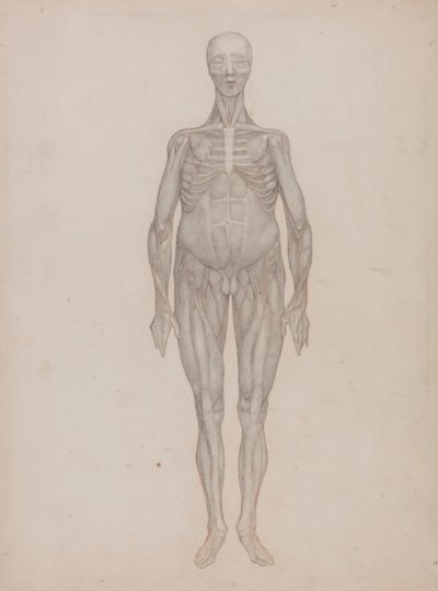 Menneskelig figur, forfra (beregnet til en plade, der aldrig blev offentliggjort) af George Stubbs
