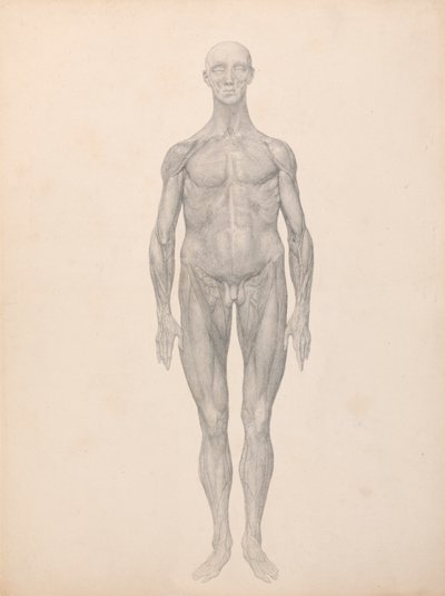 Menneskelig figur, forfra, hud og underliggende fasciallag fjernet (færdig undersøgelse for tabel XI) af George Stubbs