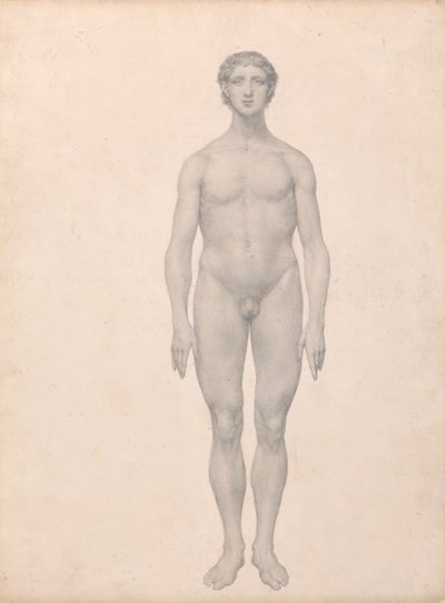 Menneskelig figur, set forfra, udissektioneret (færdig undersøgelse for tabel VI) af George Stubbs