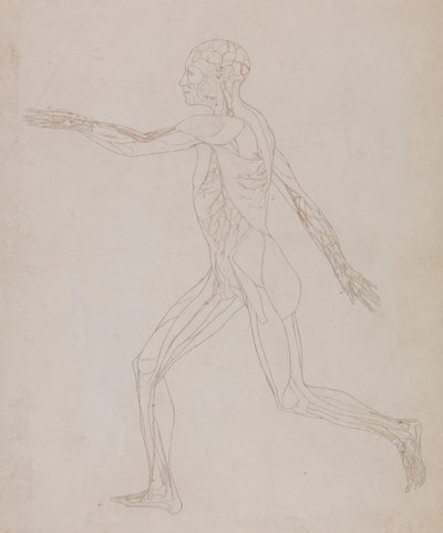 Menneskelig figur, sideværts (relateret til tabel XIII, detaljeret undersøgelse af blodkarrene, der forsyner musklerne) af George Stubbs