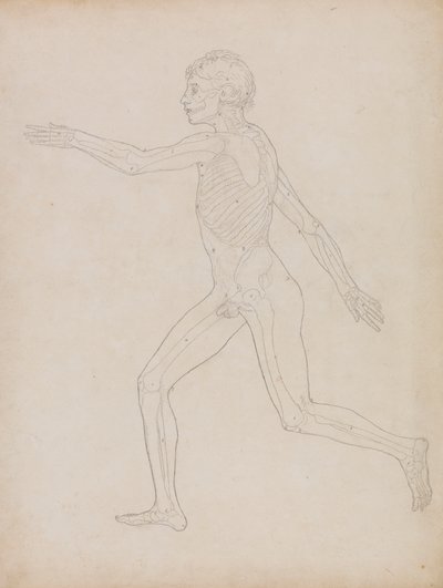 Menneskeskikkelse, sidebillede af George Stubbs