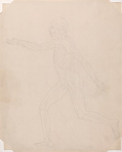 Menneskeskikkelse, sidebillede af George Stubbs
