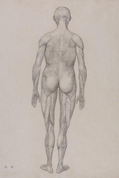 Menneskelig figur, bagfra (næsten identisk med færdig tegning til tabel XII) af George Stubbs