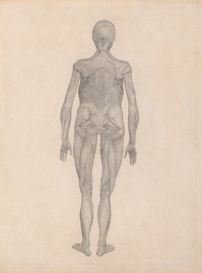 Menneskelig figur, bageste udsigt (færdig undersøgelse for en upubliceret plade) af George Stubbs