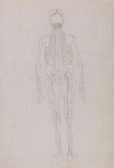 Menneskelig figur, bageste udsigt (oversigtstegning for en nøglefigur, der viser den sidste fase af dissektion) af George Stubbs