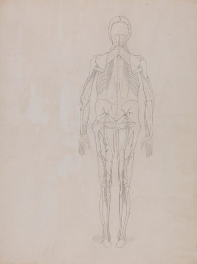 Menneskelig figur, posterior visning (konturtegning for nøglefiguren af en upubliceret plade) af George Stubbs