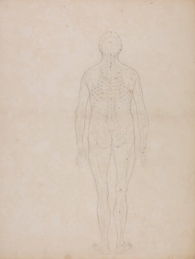 Menneskeskikkelse, bagfra af George Stubbs