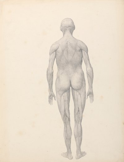 Menneskefigur, posteriort billede, delvist dissekeret (færdig undersøgelse for tabel XII) af George Stubbs