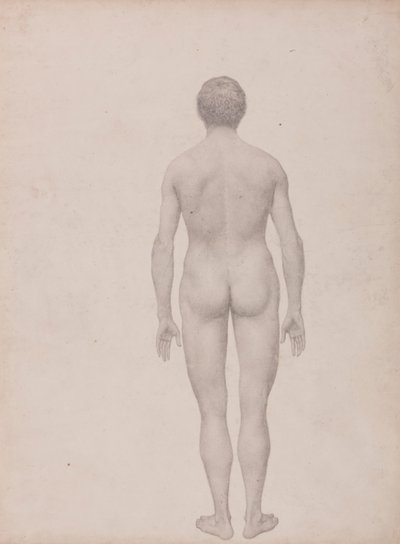 Menneskelig figur, set bagfra, udissektioneret (færdig undersøgelse til tabel VII) af George Stubbs