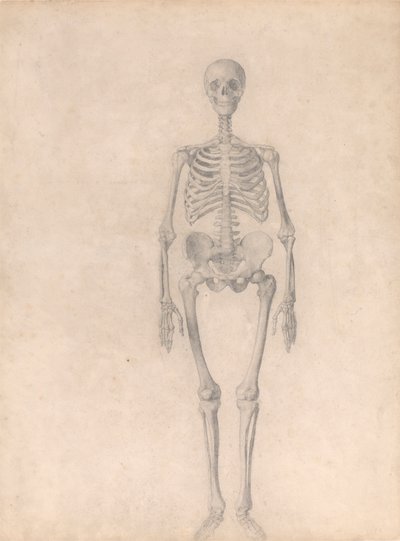 Menneskeligt skelet, set forfra (færdig undersøgelse til tabel I) af George Stubbs