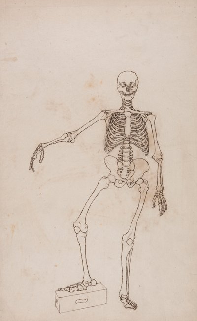 Menneskeskelet, set forfra af George Stubbs