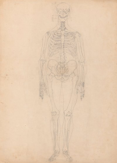 Menneskeskelet, set forfra af George Stubbs