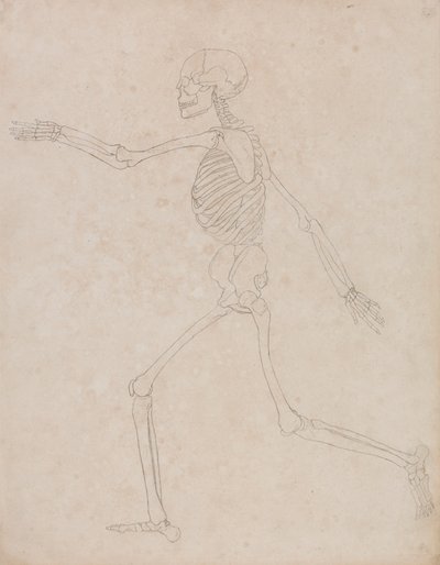 Menneskeligt skelet, sideværts (kan være oprindeligt forberedt til brug som nøglefigur i tabel III, men senere forladt) af George Stubbs