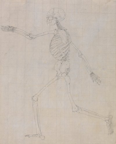 Menneskeligt skelet, sideværts (omrids af skelettet for nøglefiguren i tabel III) af George Stubbs