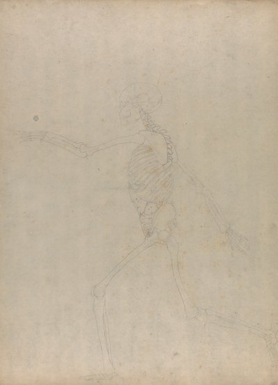 Menneskeligt skelet, sideværts (Undersøgelse af en nøglefigur til en upubliceret tabel, der viser de abdominale indvolde) af George Stubbs