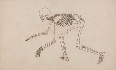 Menneskeligt skelet, set fra siden af George Stubbs
