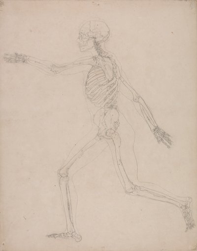 Menneskeligt skelet, set fra siden af George Stubbs