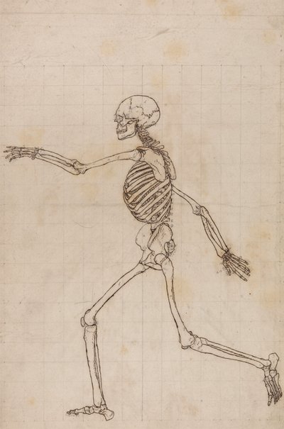 Menneskeligt skelet, set fra siden af George Stubbs
