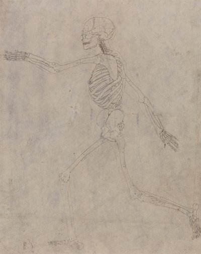 Menneskeligt skelet, set fra siden af George Stubbs