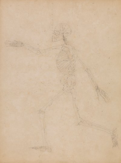 Menneskeligt skelet, set fra siden af George Stubbs