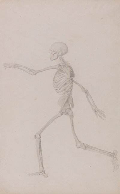 Menneskeligt skelet, set fra siden set fra venstre, løbende (færdig undersøgelse for tabel III) af George Stubbs