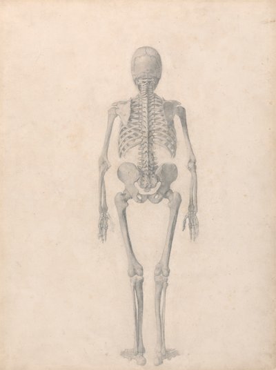 Menneskeligt skelet, set bagfra (færdig undersøgelse til tabel II) af George Stubbs