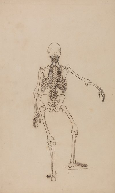 Menneskeskelet, set bagfra af George Stubbs