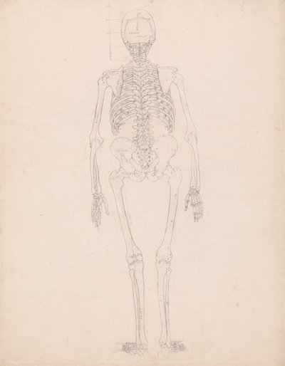 Menneskeskelet, set bagfra af George Stubbs