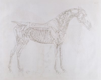 Illustration fra 